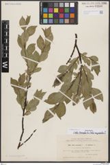 Foto von Salix borealis Fr. x Salix myrsinites L.